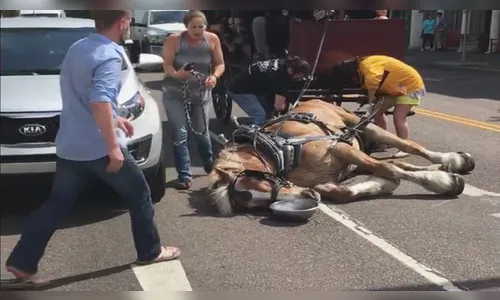 Cavalo cai exausto ao passear com turistas nos EUA; veja vídeo