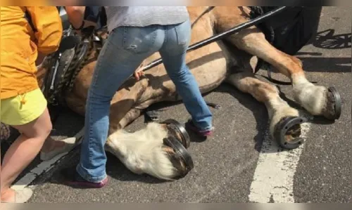 
							Cavalo cai exausto ao passear com turistas nos EUA; veja vídeo
						
						