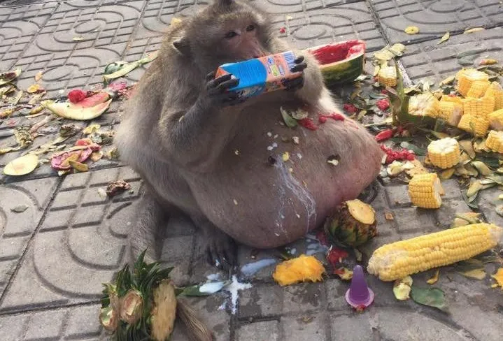 Macaco obeso virou motivo de preocupação em parque da Tailândia -  Foto: Viral Press/Metro