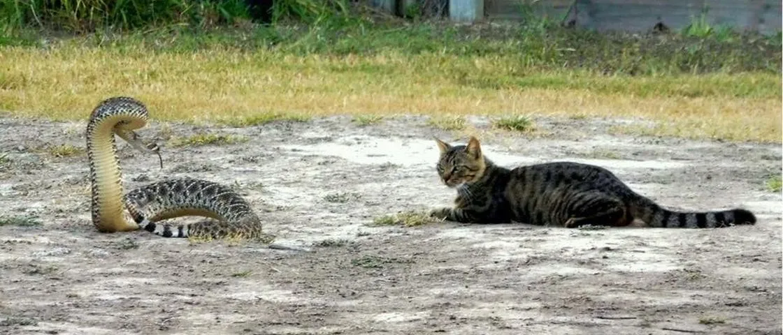 Gato destemido encara a venenosa cascavel sem medo - Foto - Facebook / Polícia de Laguna Vista 