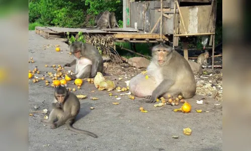 
							Macaco obeso vai ser submetido a check-up para apurar possível doença
						
						