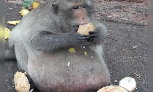 
							Macaco obeso vai ser submetido a check-up para apurar possível doença
						
						
