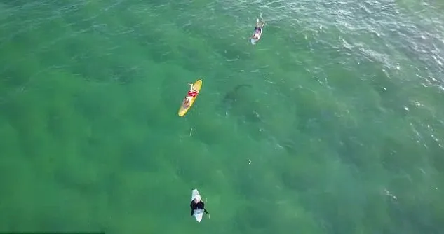 Tubarão estava próximo de surfistas - Foto - ClearSkiesTV/YouTube