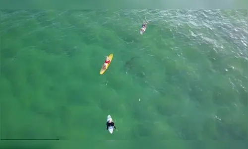 
							Drone flagra tubarão nadando perto de surfistas; veja vídeo
						
						