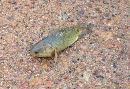 Peixes que vivem até seis dias fora da água podem ‘invadir’ a Austrália - Foto - Reprodução 
