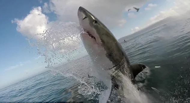  Tubarão branco é uma das criaturas mais predadoras do mar - Foto: Anthony Kobrowisky 