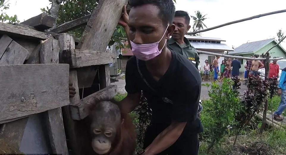 Macaco foi encontrado enclausurado em uma pequena caixa de madeira  - Foto: International Animal Rescue