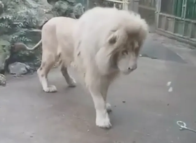 Leão branco ficou assustado com uma bolha de sabão - Foto: Paradise Wildlife Park/Facebook
