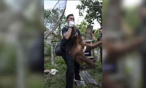 
							Orangotango é resgatado após passar 2 anos preso em gaiola de madeira; veja vídeo
						
						