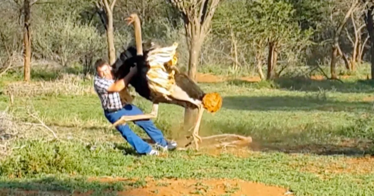 Sul-africano passou apuro recentemente, ao se aproximar de um avestruz - Foto - Reprodução/YouTube