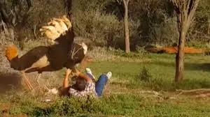 Avestruz gigante enfurecido ataca homem. Imagem ilustrativa google - FlyHeight