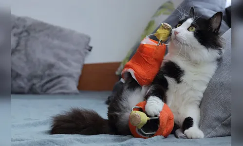 
							Gato sem pernas traseiras recebe próteses; veja vídeo
						
						