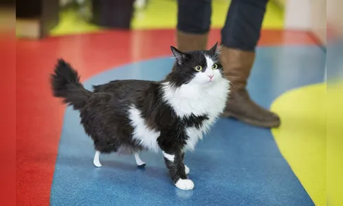 
							Gato sem pernas traseiras recebe próteses; veja vídeo
						
						
