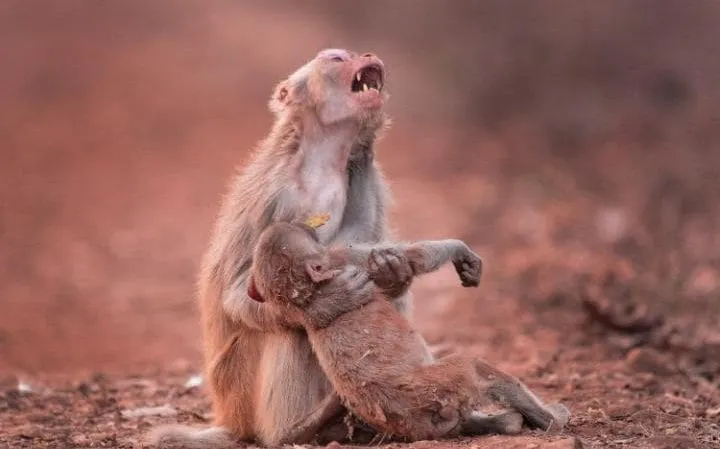 Macaca parecia estar muito preocupada com seu filho - Foto: AVINASH LODHI / CATERS NEWS