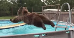 Antes de ser expulso por cachorro, urso nadou em piscina - Foto - Histórias com Valor