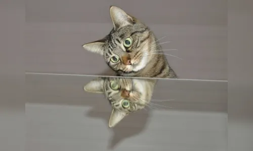 
							Gatos gostam de seus donos mais do que de comida, indica pesquisa
						
						
