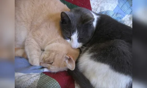 
							Gatos gostam de seus donos mais do que de comida, indica pesquisa
						
						