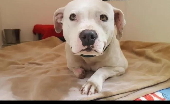 Cachorra roeu própria para para se soltar e ficou deficiente - Foto: Reprodução/YouTube