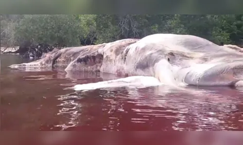 
							Monstro marinho gigante é encontrado morto na Indonésia; veja vídeo
						
						