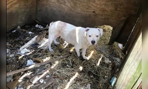 
							Cachorra abandonada rói a própria pata para se soltar de corrente após 5 anos presa
						
						
