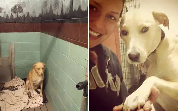 Para a felicidade de tofos, a cachorra Lana ganhou um novo lar - Foto - Reprodução/Facebook