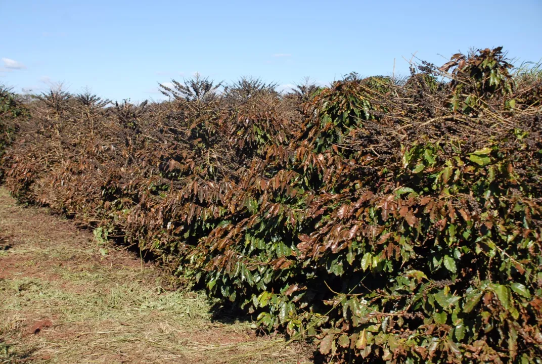 O estado tem cerca de 50 mil hectares de lavouras de café, as mais vulneráveis à geada.  Foto: Divulgação/ IAPAR