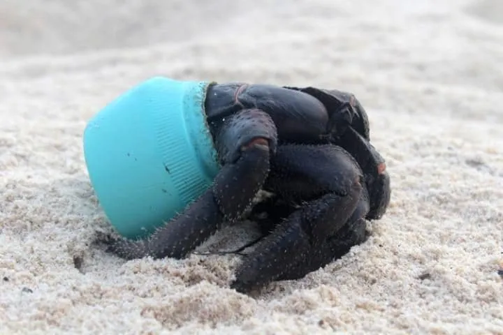 Caranguejo usa pedaço de detrito de plástico para proteção -  Foto: JENNIFER LAVERS / AP/The Telegraph​