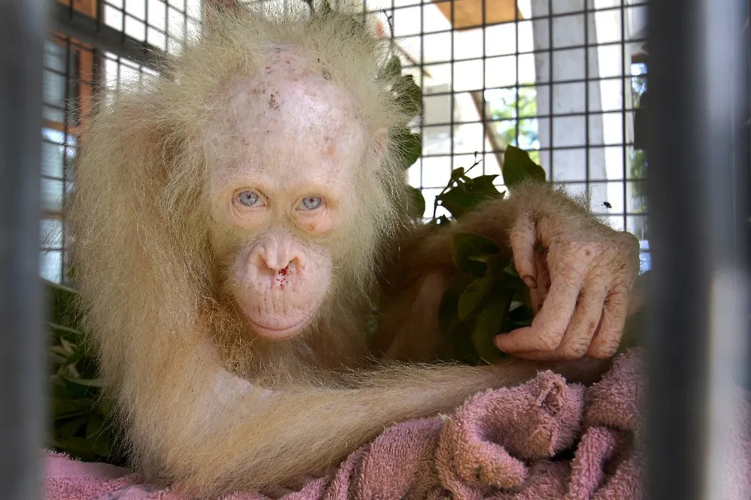 Resgate de Orangotango albino foi festejado pela comunidade cientista - Foto: Associated Press