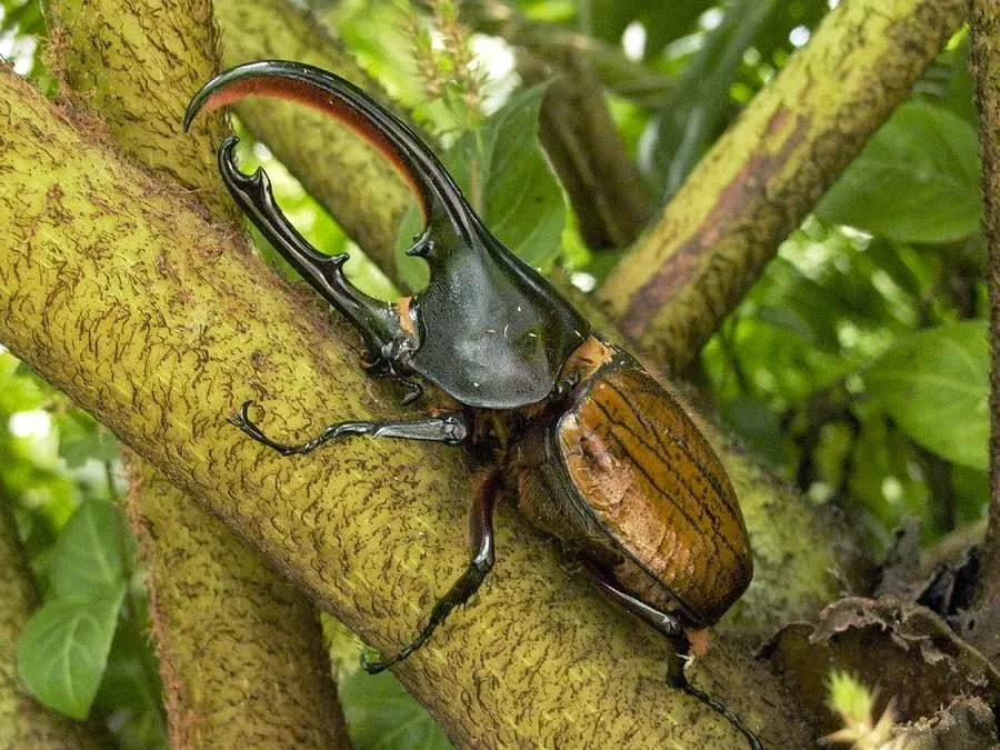 O besouro-hércules é um dos maiores do mundo  - Foto: sinnoh