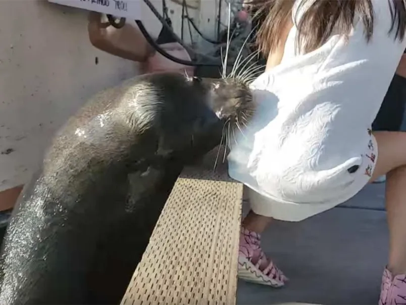 Leão marinho arrastou a menina para água - Foto-  Youtube/Reprodução