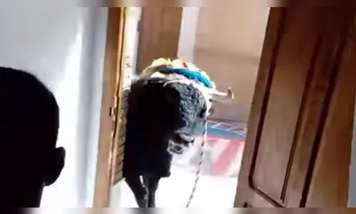 Touro invade residência durante corrida e assusta moradores; veja vídeos
