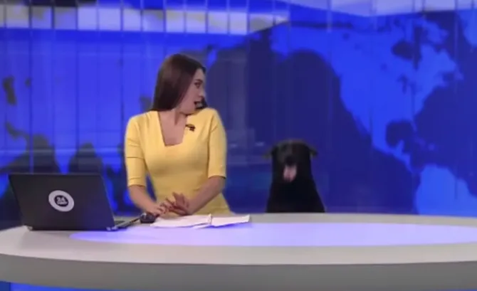 Apresentadora foi surpreendida com um cão no estúdio. Foto: Reprodução youtube