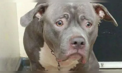 Cachorra 'chora' ao ser deixada em abrigo, comove internautas e é adotada; veja vídeo