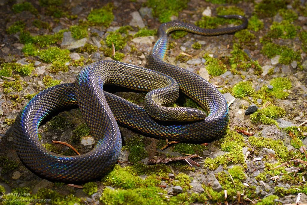 Amigo secreto embaixo da capota: serpente assusta passageiros norte-americanos