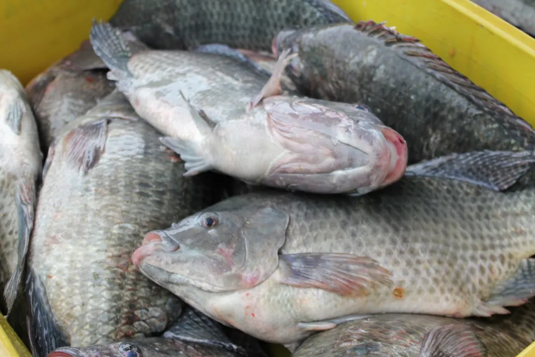 ​Uma doença extremamente contagiosa está se espalhando entre as tilápias - Foto - Seafood Brasil