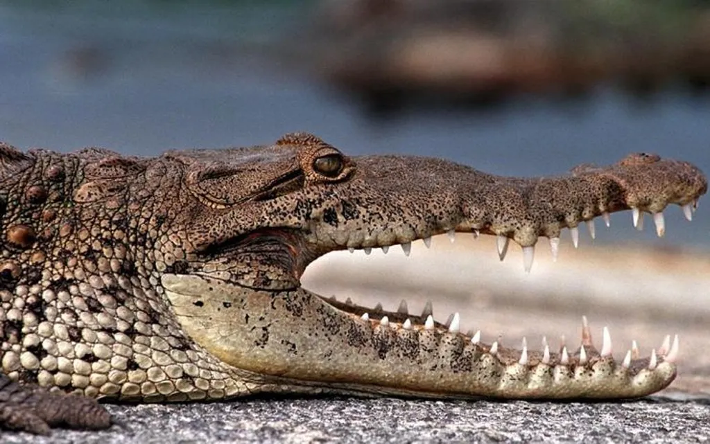 Pescadores conseguiram escapar das mandíbulas do crocodilo - Foto - Pixabay/Imagem ilustrativa