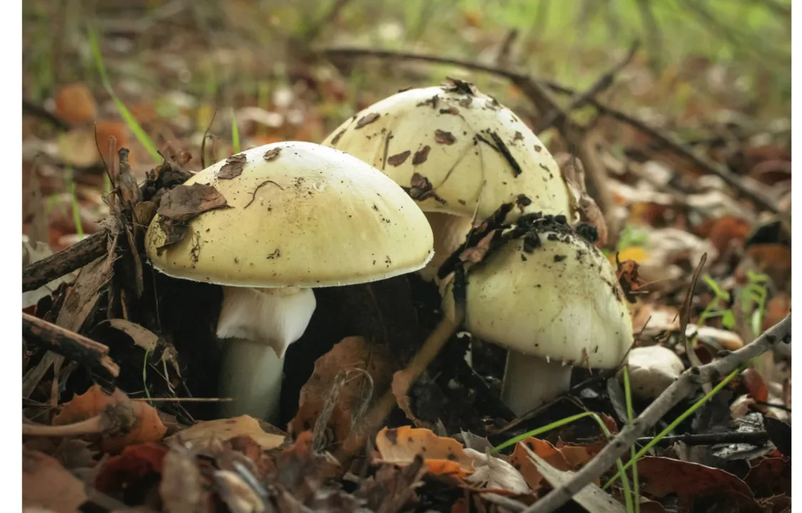 Os cogumelos Amanita Phalloides podem ser mortais - Foto - Departamento de Saúde Pública da Califórnia