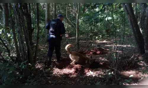 
							Canil Integrado de Arapongas apreende 20 quilos de maconha na região
						
						