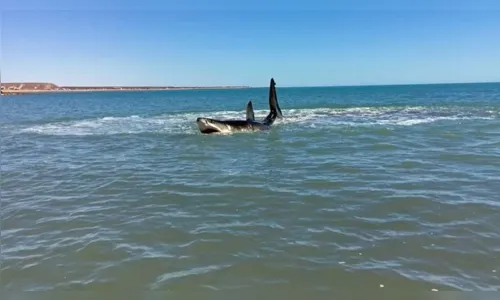 
							Mergulhador fica perigosamente perto de tubarão branco; veja vídeo
						
						