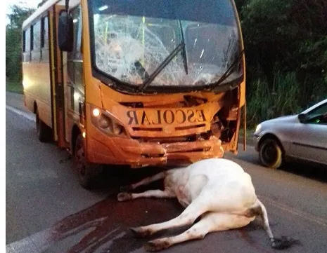 Vaca morre na PR-160 após ser atropelada por ônibus - Foto: Anuncifacil