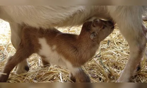 
						
							Mini Cabras: a mais nova sensação do mundo pet que está parando a internet
						
						