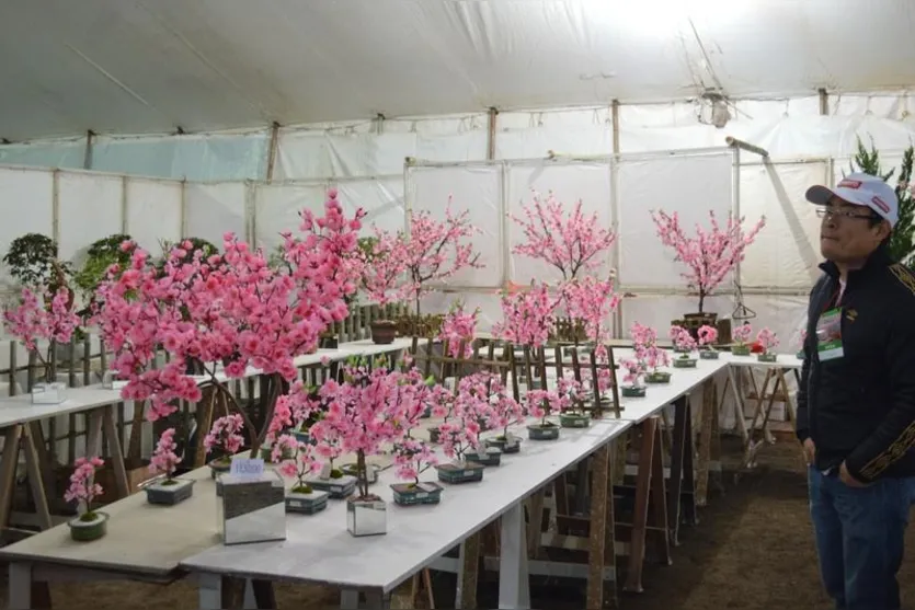 Festa da Cerejeira atrai mais de 25 mil visitantes; veja galeria de fotos