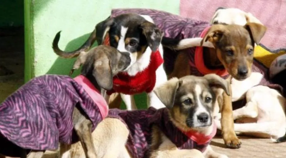 As próprias meninas idealizadoras da campanha pretendem sair às ruas vestindo os cães - Foto: Divulgação