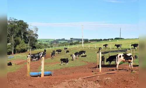 Produção de leite cresce 29% na região