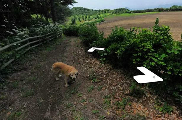  Cachorro acompanhou carro do Google Street View - Foto: REPRODUÇÃO/GOOGLE MAPS