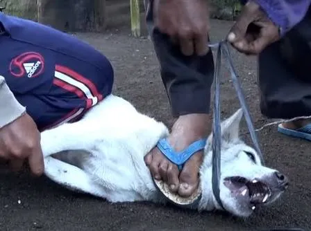 Cachorro sendo capturado em Bali: turistas desavisados estão consumindo a carne - Foto: Divulgação ONG Animals Australia
