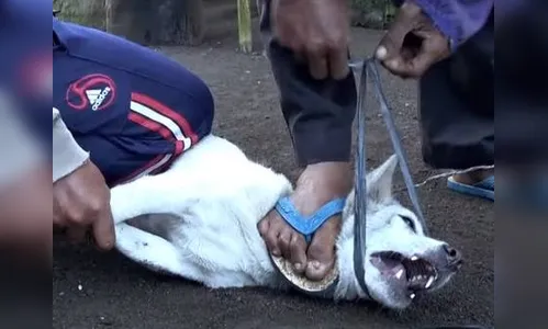 ONG denuncia que turistas desavisados estão comendo carne de cachorro sem saber