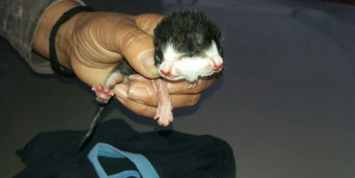 Gato com deformidade nasceu na manhã de segunda em Jacareí. (Foto: Arquivo Pessoal/ Lilian Carla)