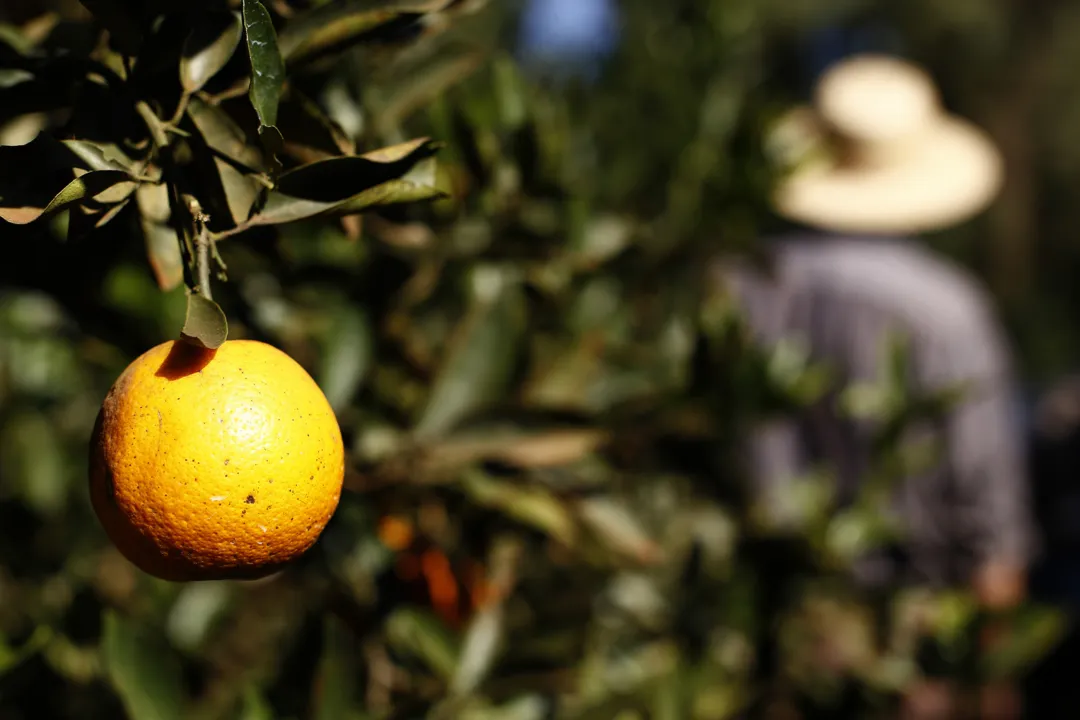 Safra de laranja deve crescer 33% no Paraná