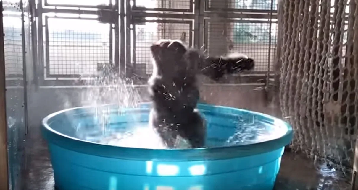 Gorila é comparado a dançarino de break após performance no banho - Foto: Dallas Zoo Tube/YouTube